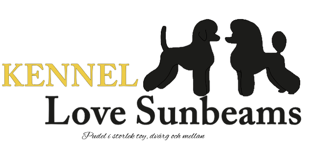 Kennel Love Sunbeams – pudeluppfödning